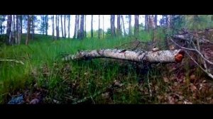 Утро в лесу. Видео природы. Sounds of nature.