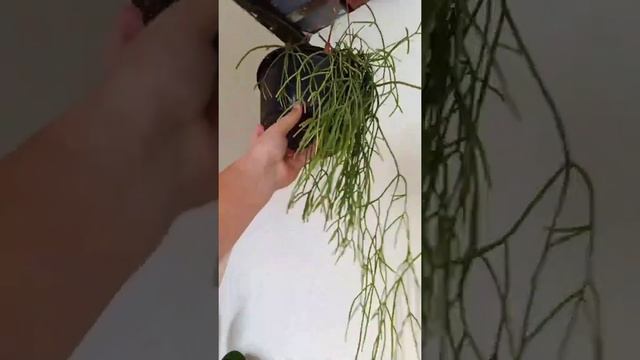 Rhipsalis baccifera... #letiziasuculentas #suculentas #arranjossuculentas #vasosceramica #indianasp