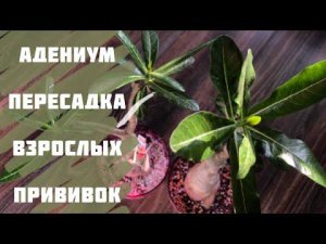 Адениум. Пересадка взрослых прививок