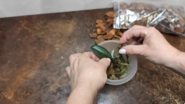 17.06.21.посадка пенька с деткой в кору. смотреть онлайн