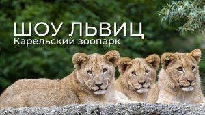 ШОУ ЛЬВИЦ | Карельский Зоопарк | #zoo #tiger #karelia #lion