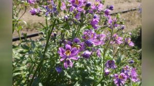 СХИЗАНТУС  ШИЗАНТУС (SCHIZANTHUS)