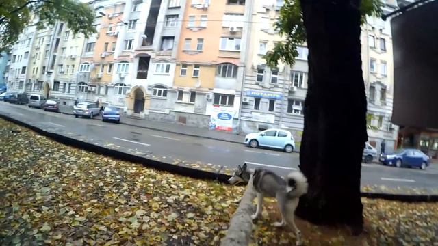 VLOG : КУПИЛ ЖЕНСКУЮ ШАПКУ | КТО НЕ ЛЮБИТ ХАСКИ? | ЗВАНЫЙ УЖИН смотреть онлайн