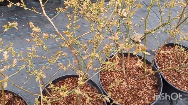 Краснеют листья на голубике, скручивается лист.