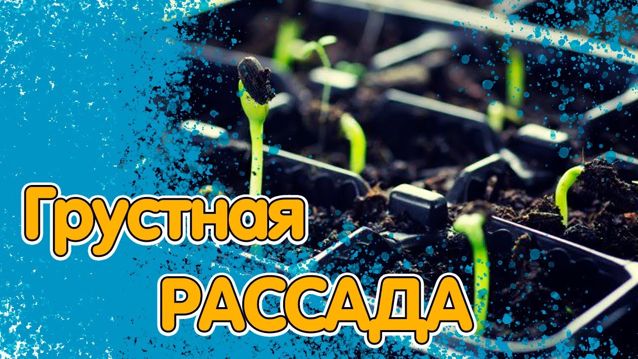 РАССАДА ТОРМОЗНУЛА В РОСТЕ ПОСЛЕ ПЕРЕСАДКИ. ВЫЯСНЯЕМ ПРИЧИНЫ И РЕШАЕМ ПРОБЛЕМУ смотреть онлайн