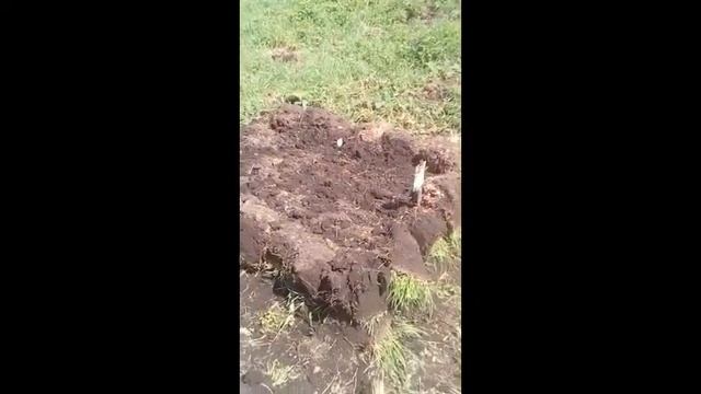 грядки из дёрна смотреть онлайн