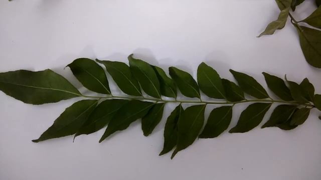 Curry leaves, Murraya koenigii,Like, Share, Subscribe and Comment. смотреть онлайн
