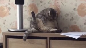 серый толстый кот