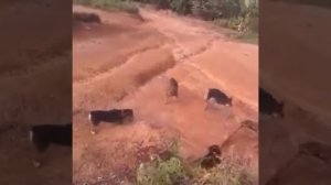 Собака против змей