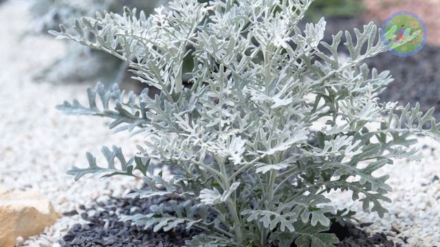 These Plants Shine at night | Night Blooming flowers that glow at night смотреть онлайн