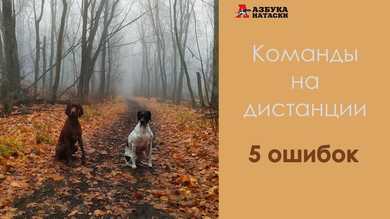 Почему собака не ложится на расстоянии? Работа на дистанции - 5 ошибок смотреть онлайн