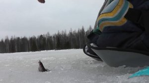 Что делать на соревнованиях по СПОРТИВНОЙ МОРМЫШКЕ? Советы НОВИЧКУ!