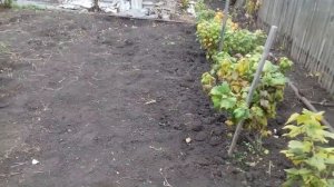 Какие деревья и кустарники лучше сажать осенью.