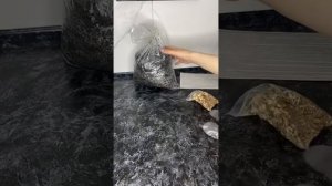 Выращиваю вешенки дома часть 1