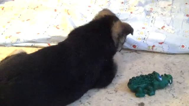 Щенок впервые на мягкой подстилке с " барашками" и проявляет к ним интерес смотреть онлайн