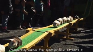 Guinea Pig Bridge Mix