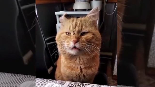 Рыжий кот поёт со своим хозяином. смотреть онлайн