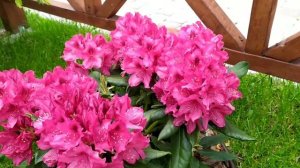 rhododendron Nova zembla рододендрон Нова зембла