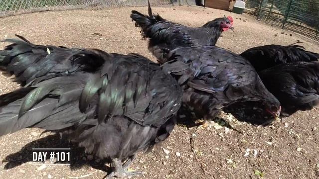 Black Australorp Chickens From Egg to Rooster in 3 Minutes! Watch me Grow! смотреть онлайн