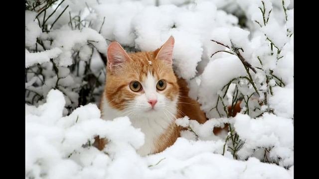 Где живут коты?