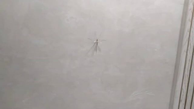 У кого тоже комары дома поселились? Лайк и подписка смотреть онлайн