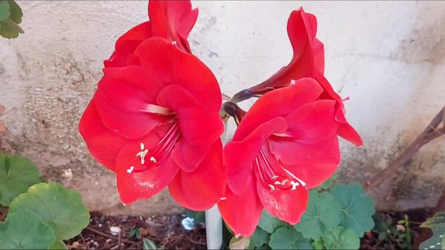 COMO CUIDAR DA AMARÍLIS? Dicas para ter flores todo ano! 🥰 смотреть онлайн