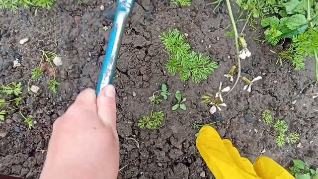 Чистка пионов🏵️🌸 Посеяла огромную клубнику🍓 смотреть онлайн