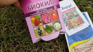 МОИ РОЗЫ НАДЁЖНО ЗАЩИЩЕНЫ ОТ БОЛЕЗНЕЙ И ВРЕДИТЕЛЕЙ НА ВСЮ ЗИМУ!Чем ЭФФЕКТИВНО обработать розы осень
