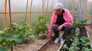 158 Кислотность удобрений для огурцов
