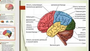 Лекция 24 "Нервная система"