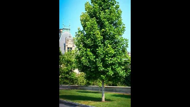Fastest Growing Plants for garden | Top 10