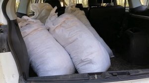 10 сентября 2024г. Сосновый опад - мульча для гортензий.