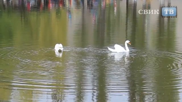 Лебеди вернулись на озеро смотреть онлайн