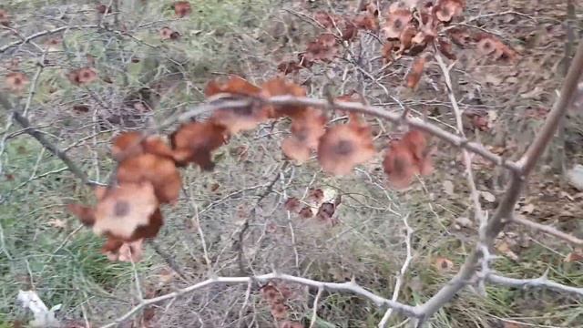 Держидерево зимой. Ялта, Крым смотреть онлайн