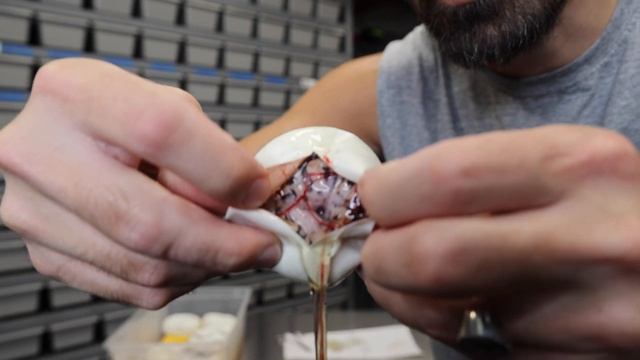 EVEN MORE clown pied ball python project babies!
