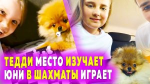 Щенкам шпица 118 дней. Где живет Малыш. Помогите Крепышу. Шпиц Рыжулька – шахматист