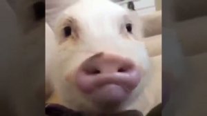 Свинья чавкает