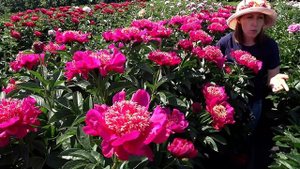 Винно-красный пион CUCKOO'S NEST / Сад Ворошиловой