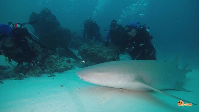 Мальдивы 2018. Акулы смотреть онлайн