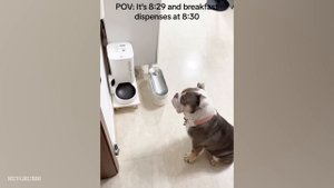 приколы с животными