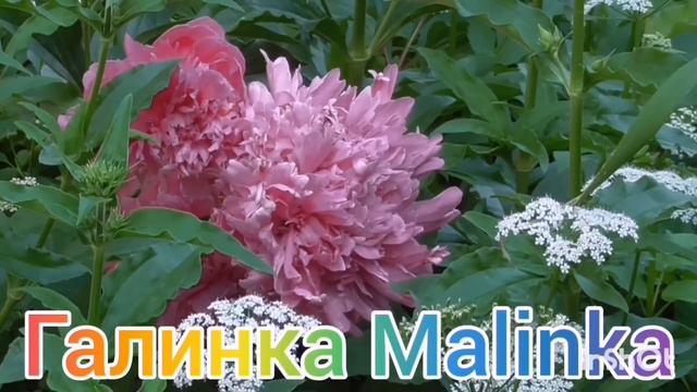 Ольга Уралочка live /Амиша и Сафия /Что скрывает Ириха /Наглая ложь /Обзор Влогов /Уралочка и Сафар