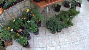 Ялта Никитский ботанический сад лавка покупки саженцев.