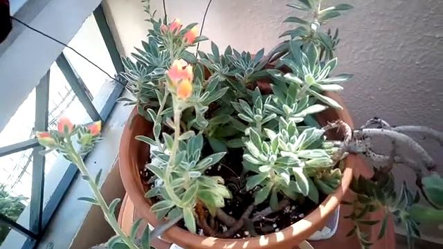 My Echeveria in stunning orange and neon yellow blossom! May 2018 смотреть онлайн