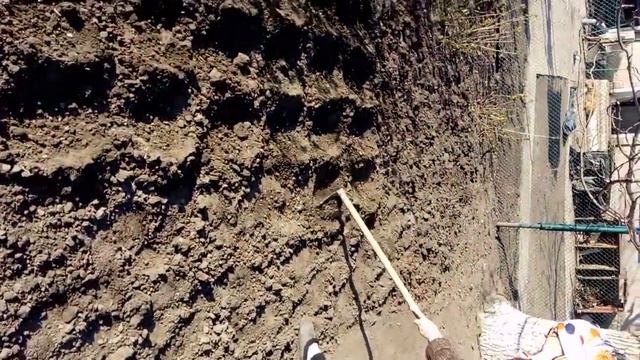 садим сладкий горох смотреть онлайн