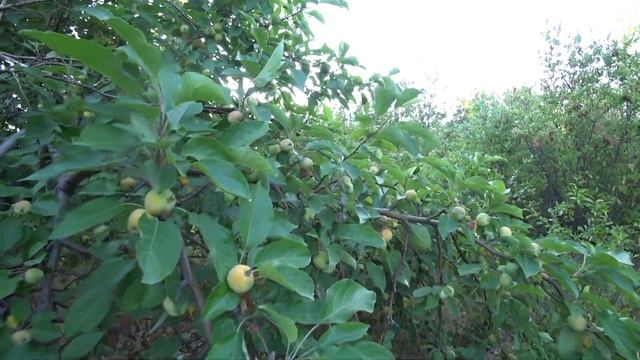 Другая ранетка, на которой яблочки хорошие как на подбор летом 2021 года смотреть онлайн