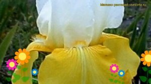 Ирис германский Тьюлип Фестиваль. Краткий обзор, описание iris germanica Tulip Festival