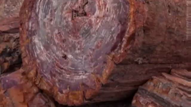 Находки странных окаменелостей