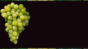 Виноград белый отзывы. Хороший виноград. Ч.3