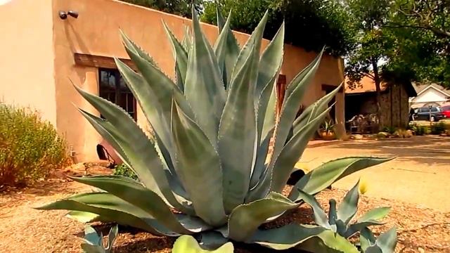 ??? Ландшафтный дизайн. Необычный цветник из кактусов в Далласе смотреть онлайн