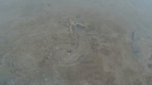 Зимняя рыбалка. Ростовская область 2019. Ловля тарани со льда.